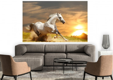 Állatos poszter TPALL034