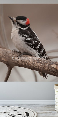 Állatos poszter TPALL060