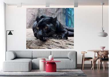 Állatos poszter TPALL072