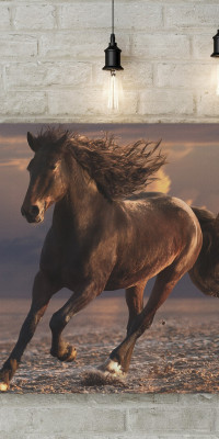 TPALL055 - vászonkép