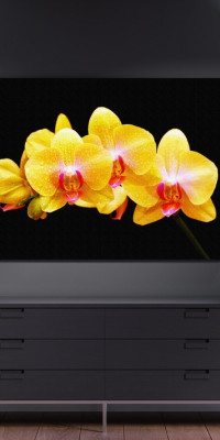 TPF215 - vászonkép