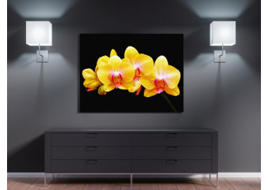 TPF215 - vászonkép