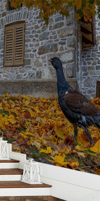 Böjtös Attila: BA-DO-046