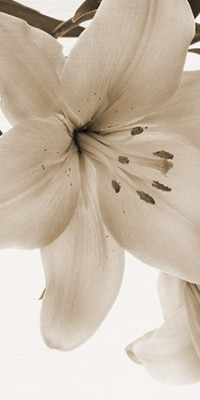 Poszter fiataloknak TPF104