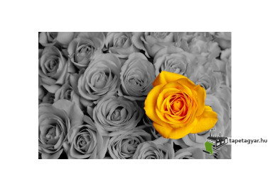 Poszter fiataloknak TPF181