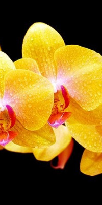 Poszter fiataloknak TPF215