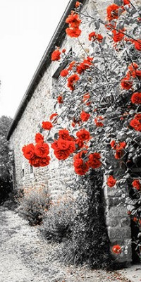 Poszter fiataloknak TPF242