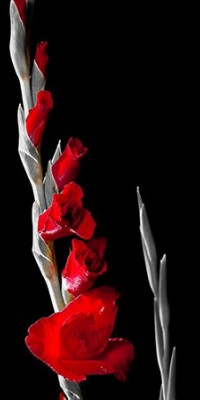 Poszter fiataloknak TPF278