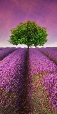 Poszter tájképTPT002