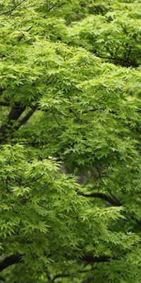 Poszter tájképTPT008