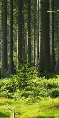 Poszter tájképTPT129