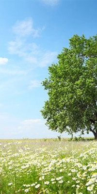 Poszter tájképTPT225