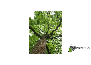 Poszter tájképTPT226